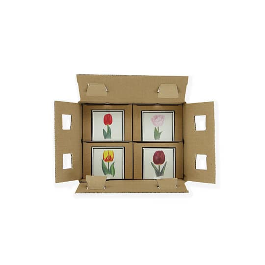 Blumenzwiebeln Paket Kraft 3
