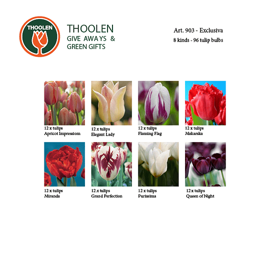 Blumenzwiebelpaket Exclusiva – 96 Tulpen für den Garten