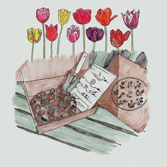 easyplantset duurzaam met bloembollen