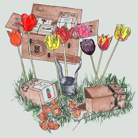 Bloembollenpakket Kraft 1