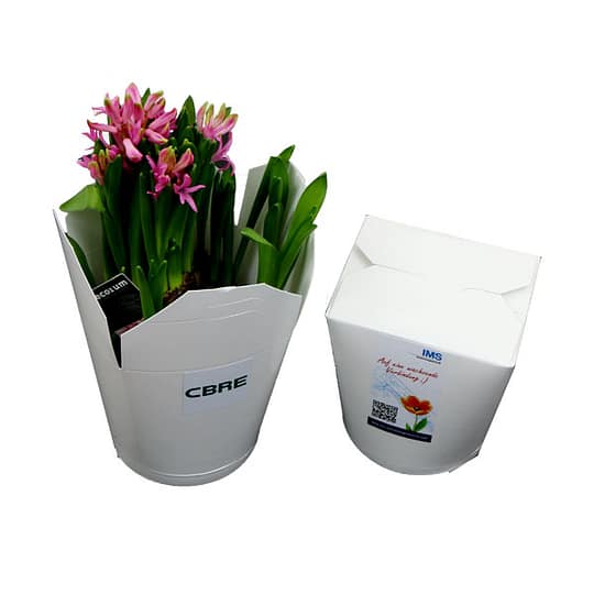 Blooming bulbous flowers in noodle box