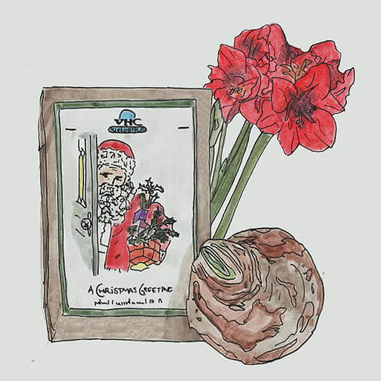 kerstamaryllis in kraftzak