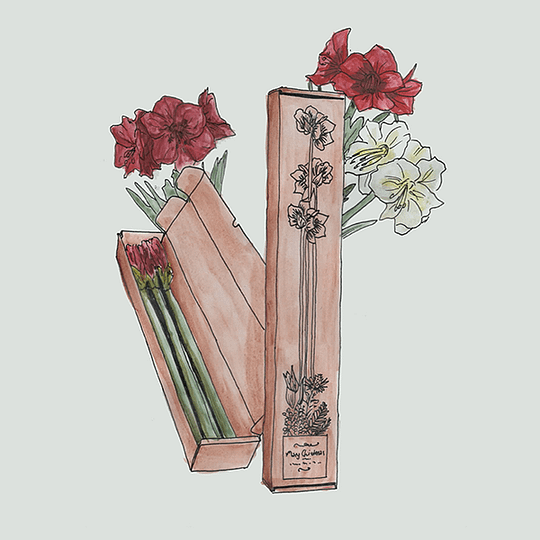 amaryllis als snijbloem