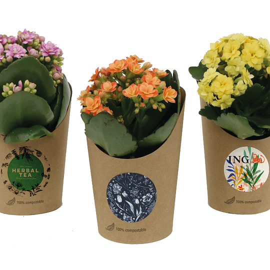 wrap beker met bloeiende plantjes