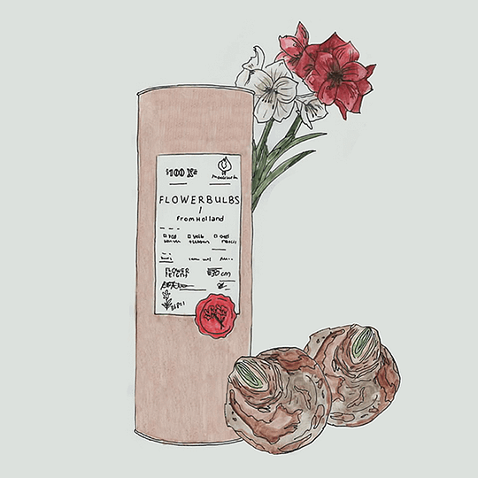 kerstkoker Kraft met amaryllissen