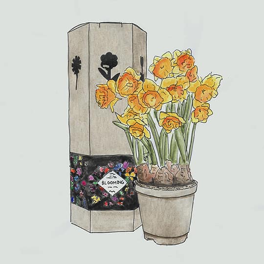 Hexagondoos met bloeiende bolbloemen