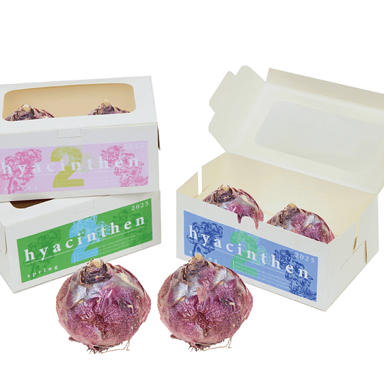 vensterdoosje met hyacinthen