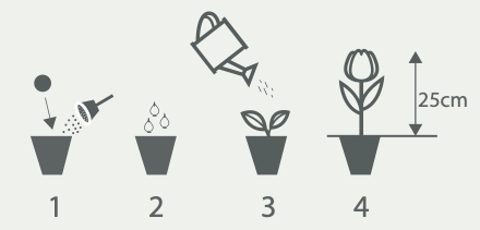 Thoolen bloembollengeschenken en giveaways plantinstructies